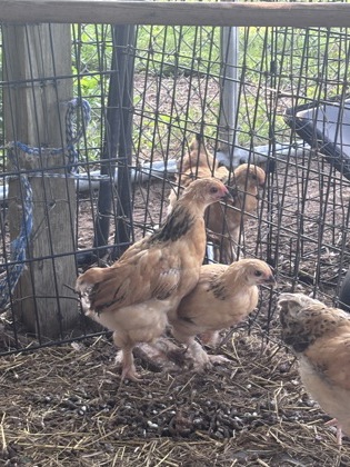 Chick 3