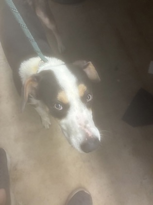 Adoptable Dog
