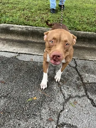 Adoptable Dog