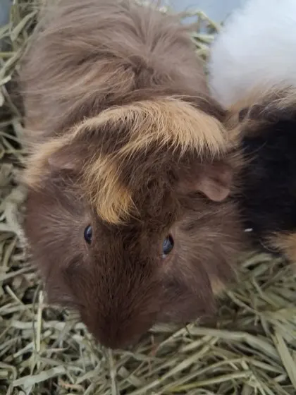 Rufus