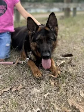 Adoptable Dog