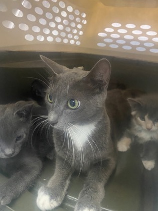 Adoptable Cat