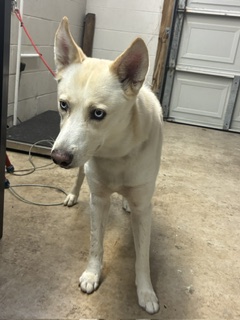 Bowie