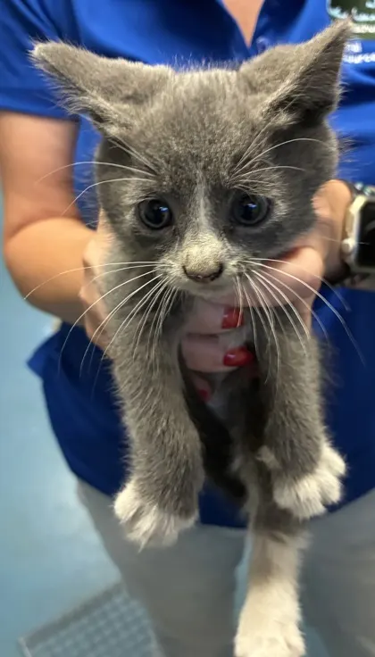 Adoptable Cat