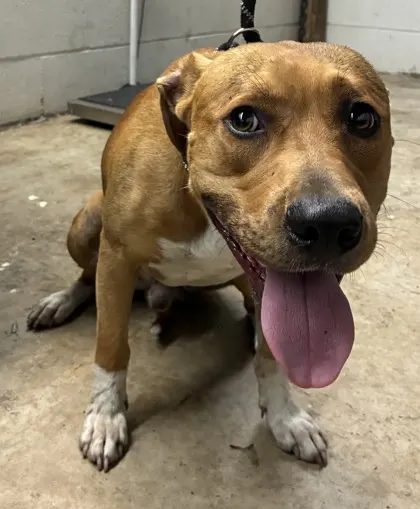 Adoptable Dog
