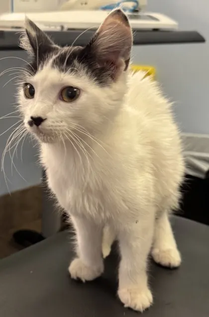 Adoptable Cat