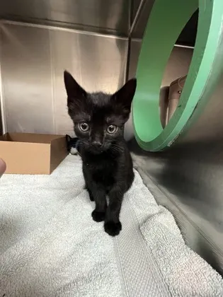 Salem