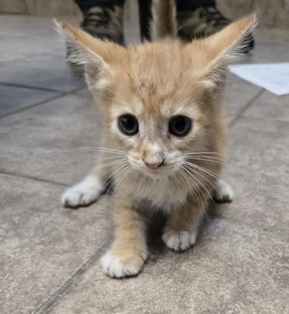 Milo
