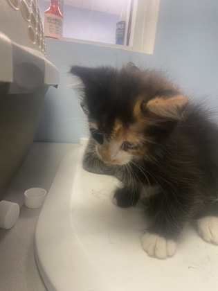 Adoptable Cat