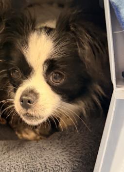 Adoptable Dog