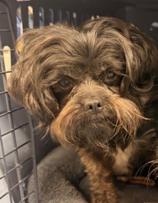 Adoptable Dog