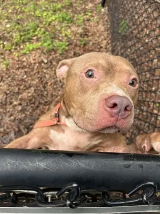 Adoptable Dog