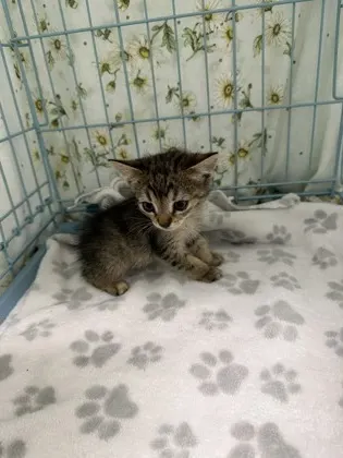 Adoptable Cat