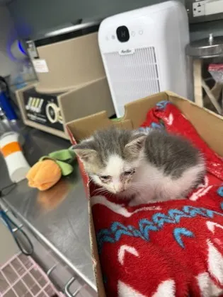 Adoptable Cat
