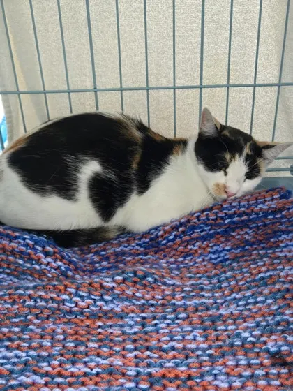 Adoptable Cat