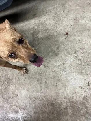 Adoptable Dog
