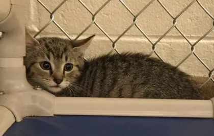 Supra