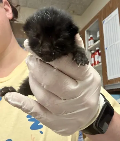 Adoptable Cat