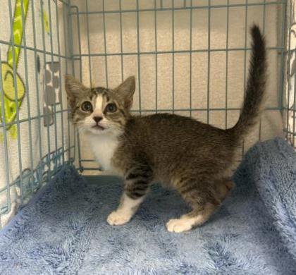 Adoptable Cat