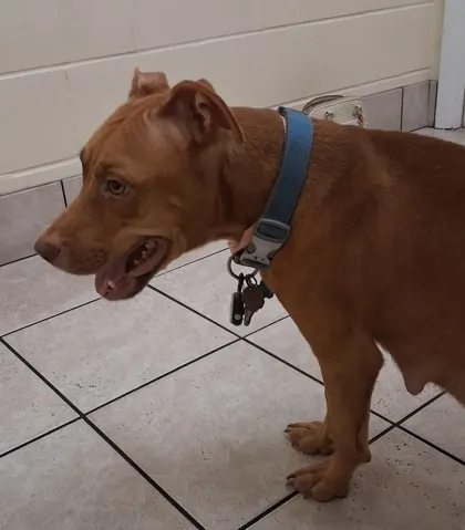 Adoptable Dog