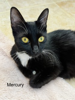 Mercury