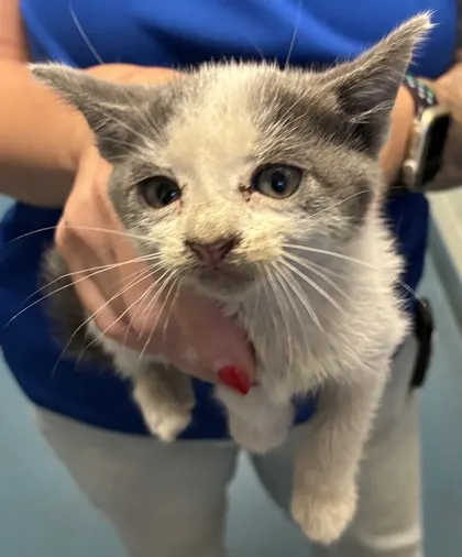 Adoptable Cat