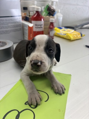 Adoptable Dog