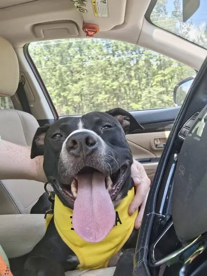 Taz