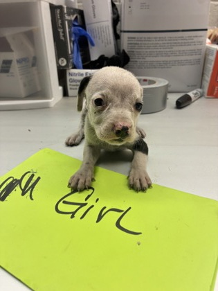 Adoptable Dog