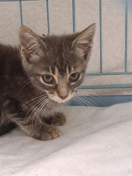 Adoptable Cat
