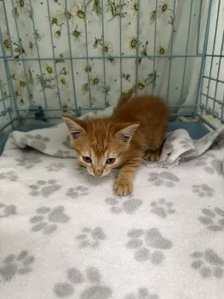 Adoptable Cat