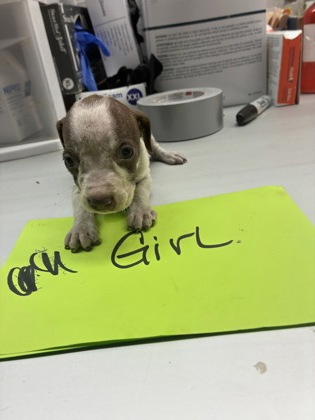 Adoptable Dog