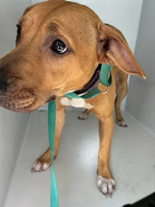 Adoptable Dog