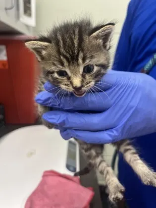 Simba