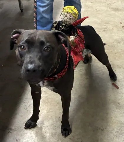 Adoptable Dog