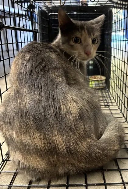 Adoptable Cat