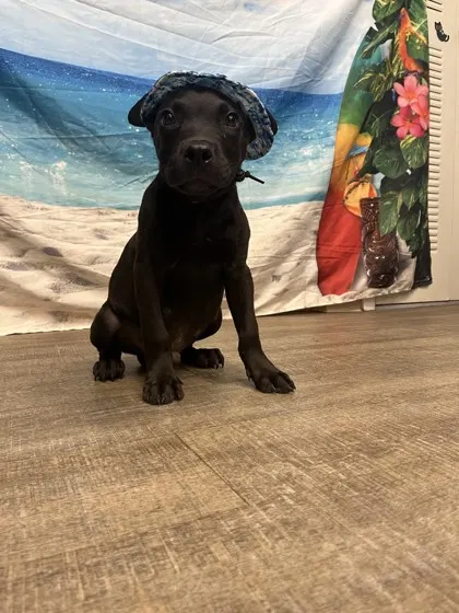 Gordo