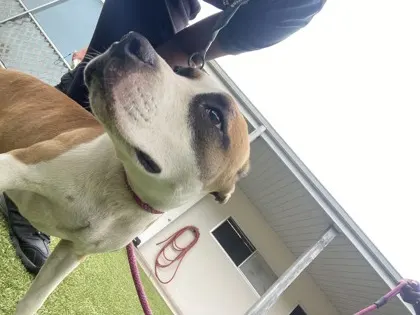 Adoptable Dog