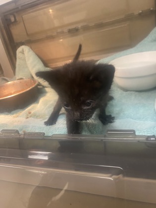 Adoptable Cat
