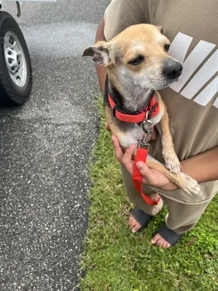 Adoptable Dog
