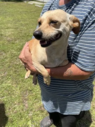 Adoptable Dog
