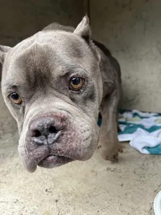Adoptable Dog
