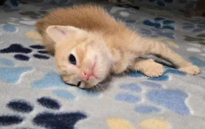 Nemo