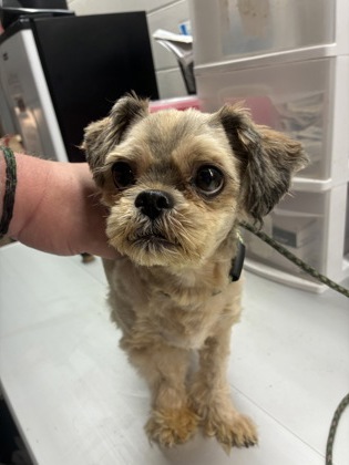 Adoptable Dog