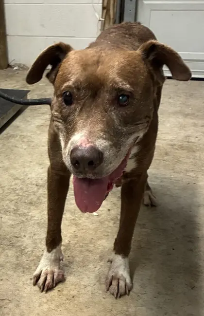 Adoptable Dog
