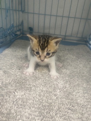 Adoptable Cat