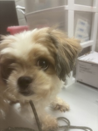 Adoptable Dog