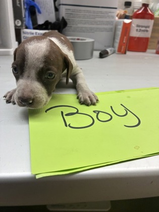 Adoptable Dog