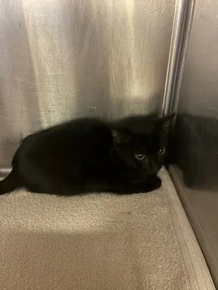 Echo