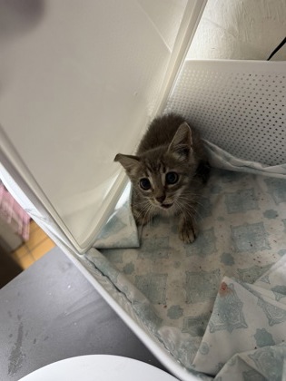 Adoptable Cat
